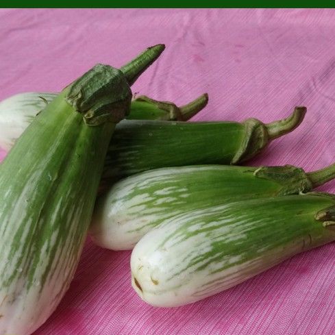 Hạt Giống Cà Phổi Sọc Lem 0.5gr