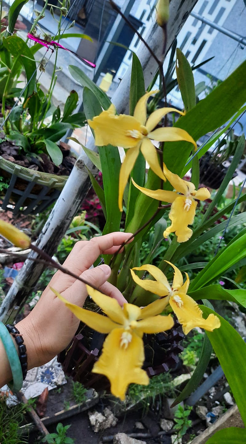 Hoa lan vũ nữ Nhện Vàng- chậu trưởng thành