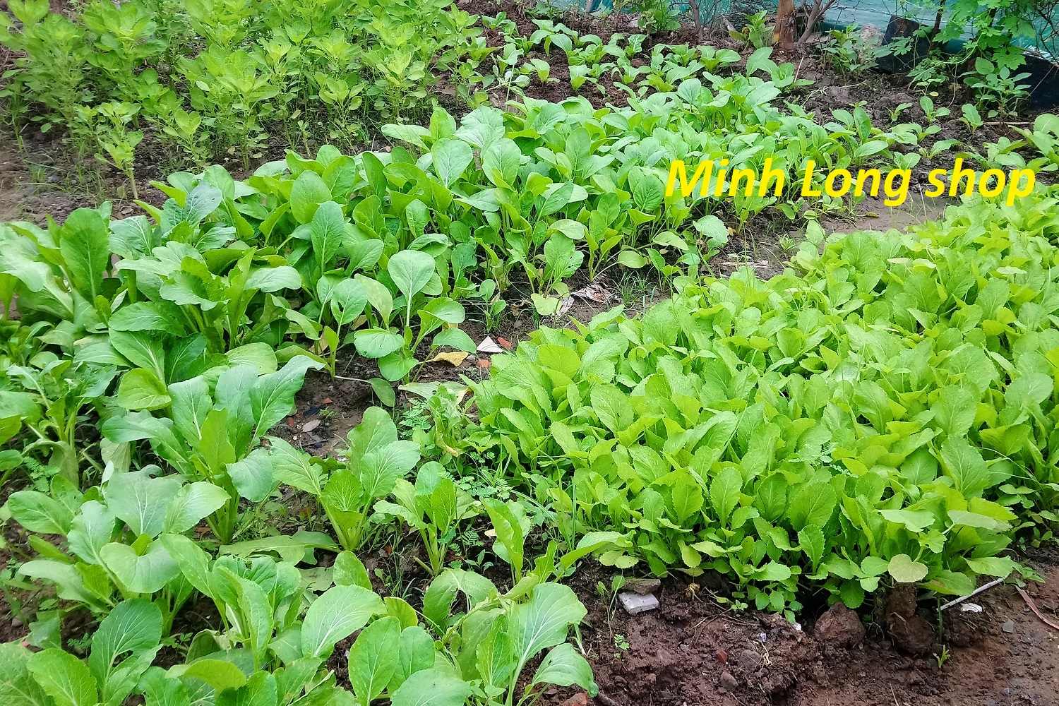 PHÂN BÒ SẠCH LAVAMIX ĐÃ QUA XỬ LÝ 10DM3