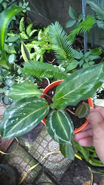 Cây đuôi công xanh viền trắng