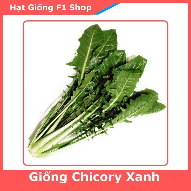 Hạt Giống Chicory Xanh (Rau Diếp Xoăn) Dễ Trồng (294.F1)