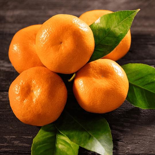Cây giống quýt đường