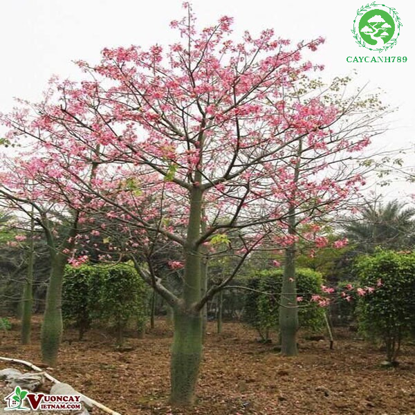 Cây mỹ nhân giống cao 40-50 cm (ảnh thật số 2).
