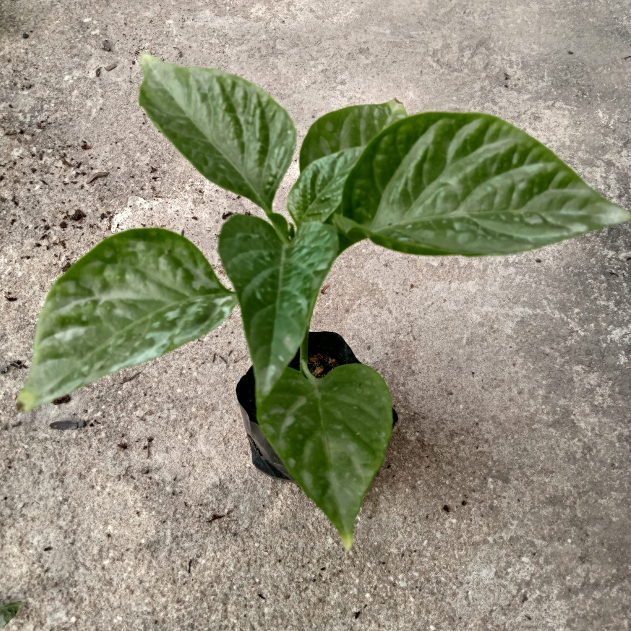 Cây (2 tháng) Ớt Trinidad Red