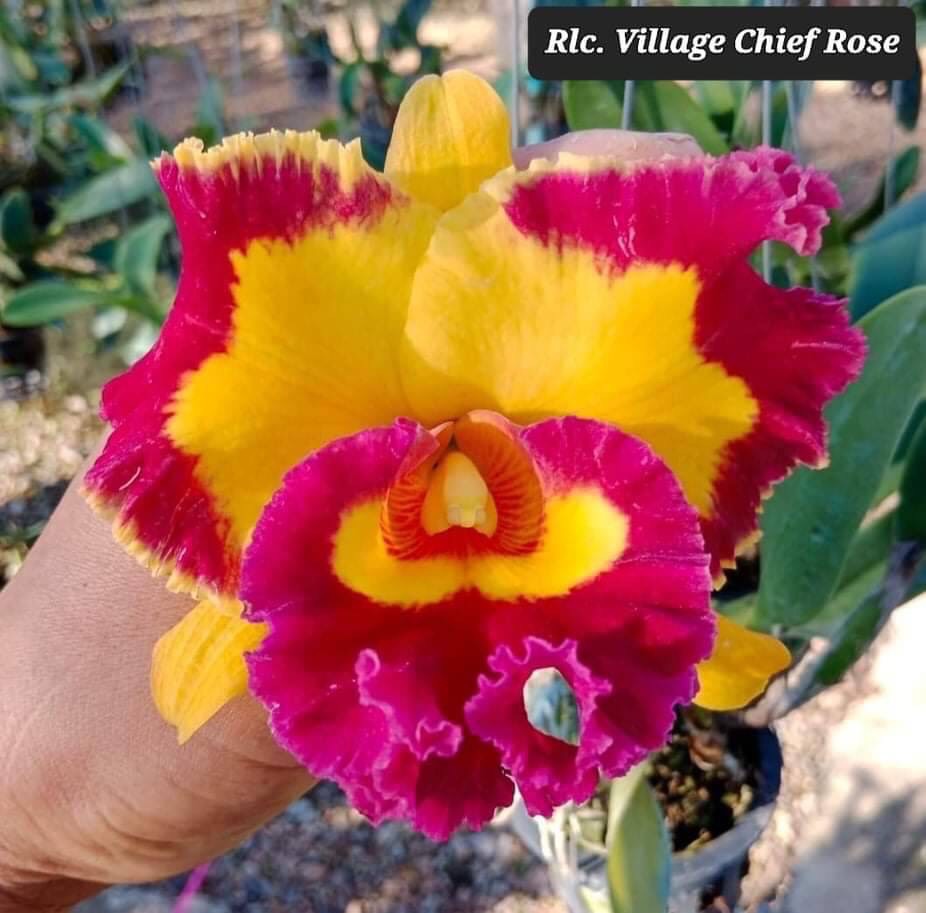 CATT VUA CƯƠNG SƠN CÂY GIỐNG Cao 5-10Cm