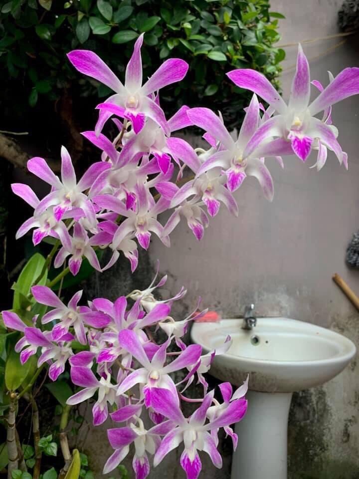 HOA LAN NẮNG 4N XƯA
