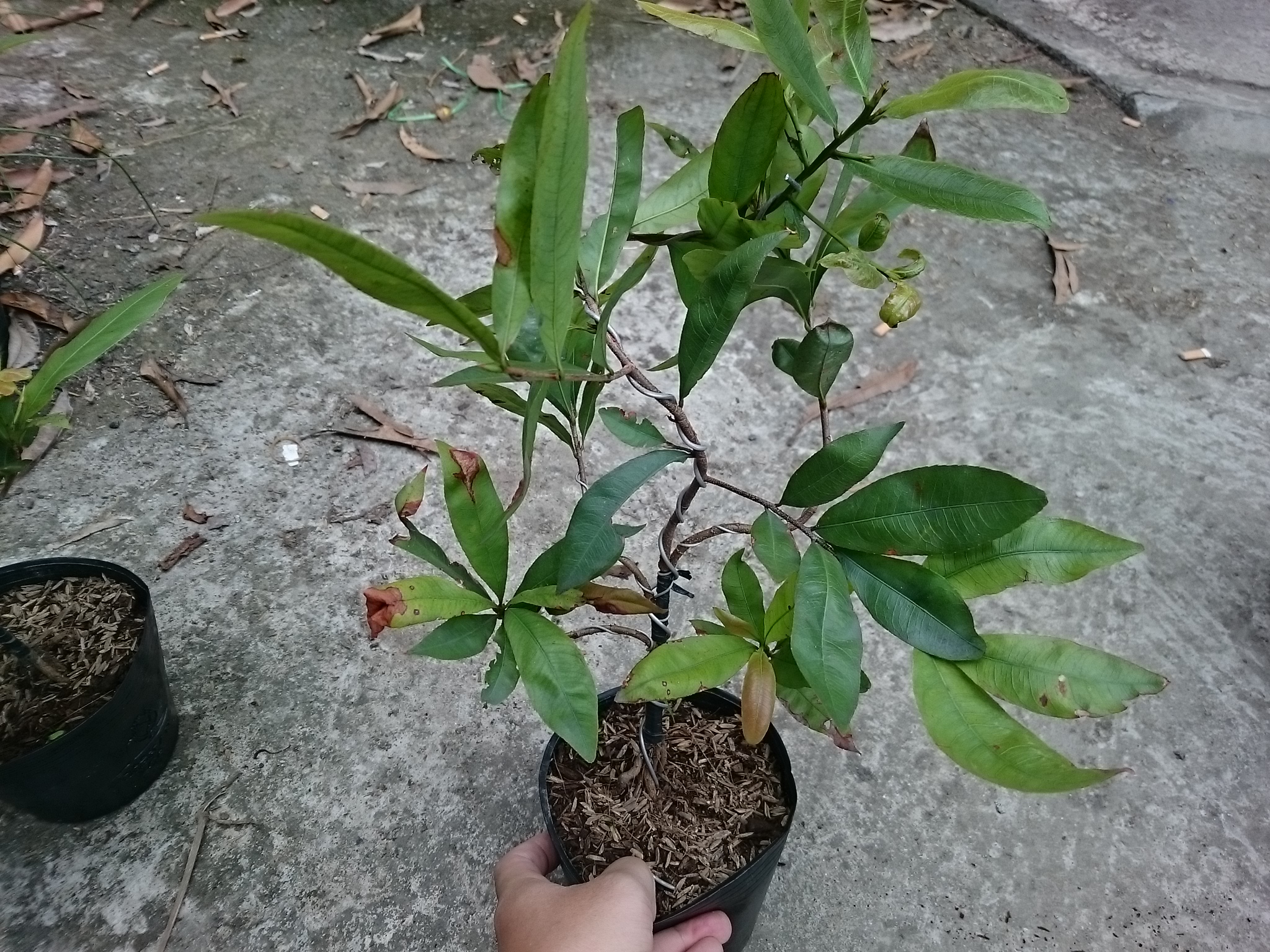 Cây Mai Vàng - cây cảnh trong nhà