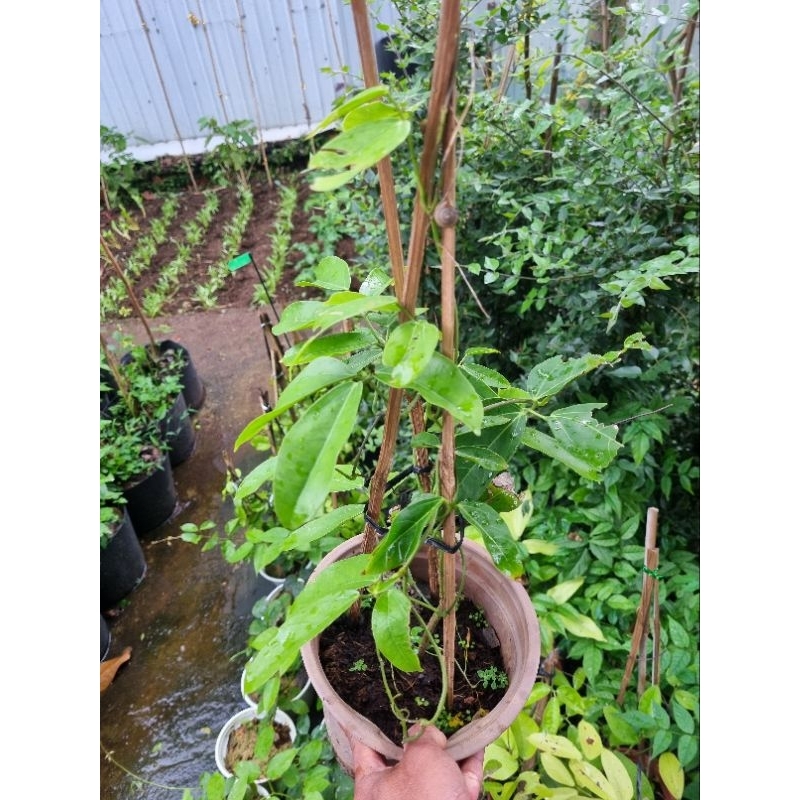 Cây hoa leo móng cọp xanh
