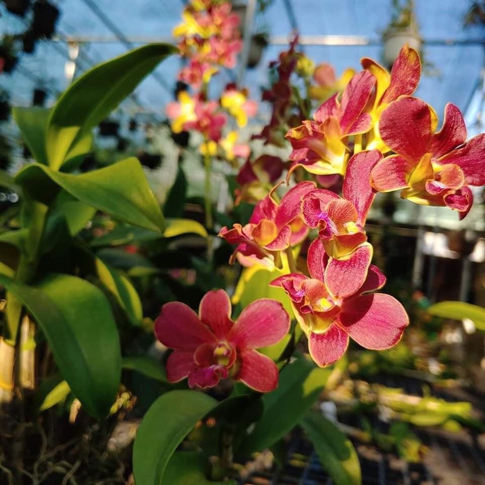 HOA LAN ĐỎ MĂNG CỤT
