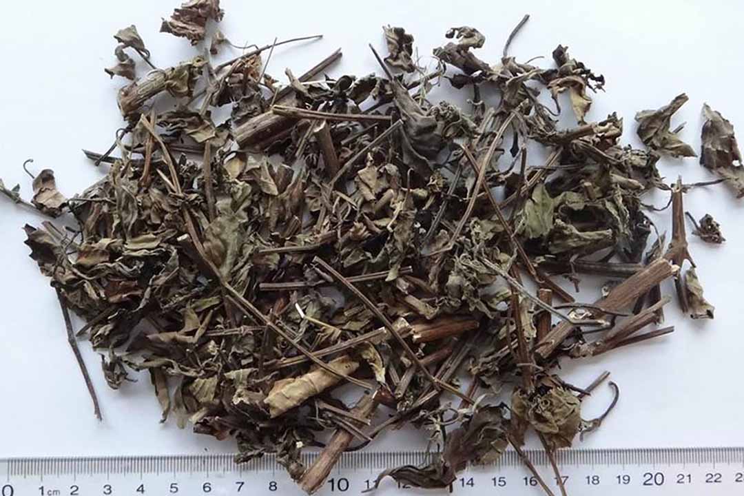 cây râu mèo phơi khô 1 ký