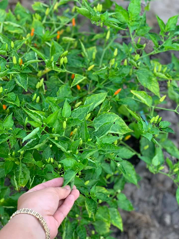 Cây Ớt Xiêm Xanh (Ớt sẻ, ớt rừng)