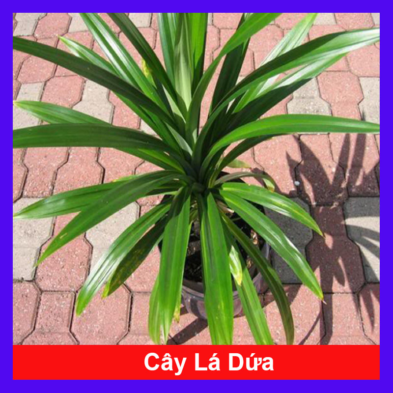 Cây Lá Dứa - cây cảnh sân vườn