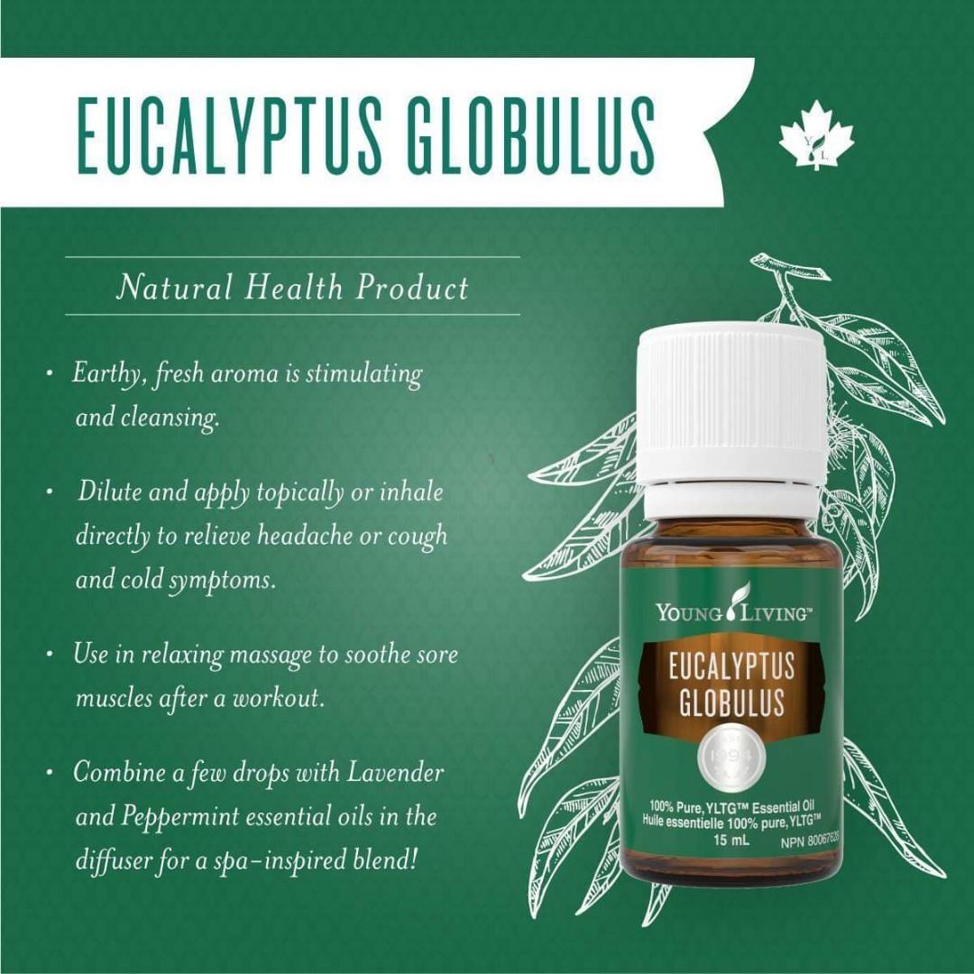 Young Living Eucalyptus Globulus 15ml Lazada Singapore
