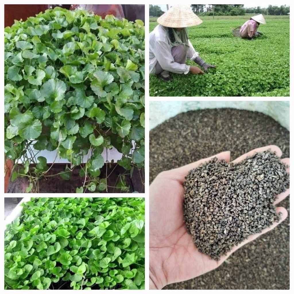 Hạt giống rau má lá nhỏ cao sản xịn