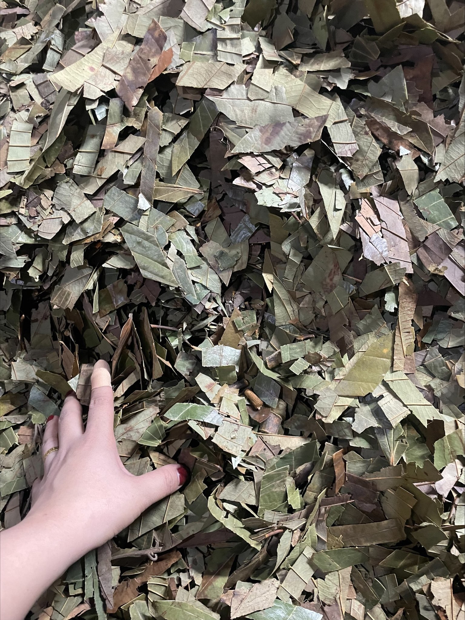 500GR Lá quế khô thơm ngon