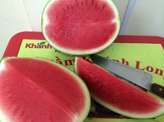 10 Hạt giống dưa hấu siêu ngọt không hạt tặng kèm kích mầm