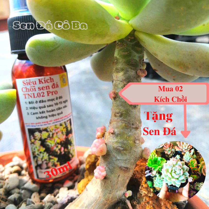 02 Chai Siêu kích Chồi Sen Đá TNL02 pro, giúp tạo chồi cho sen đá cho cây nhiều chánh, cam kết hiệu quả, dung tích chai 30ml