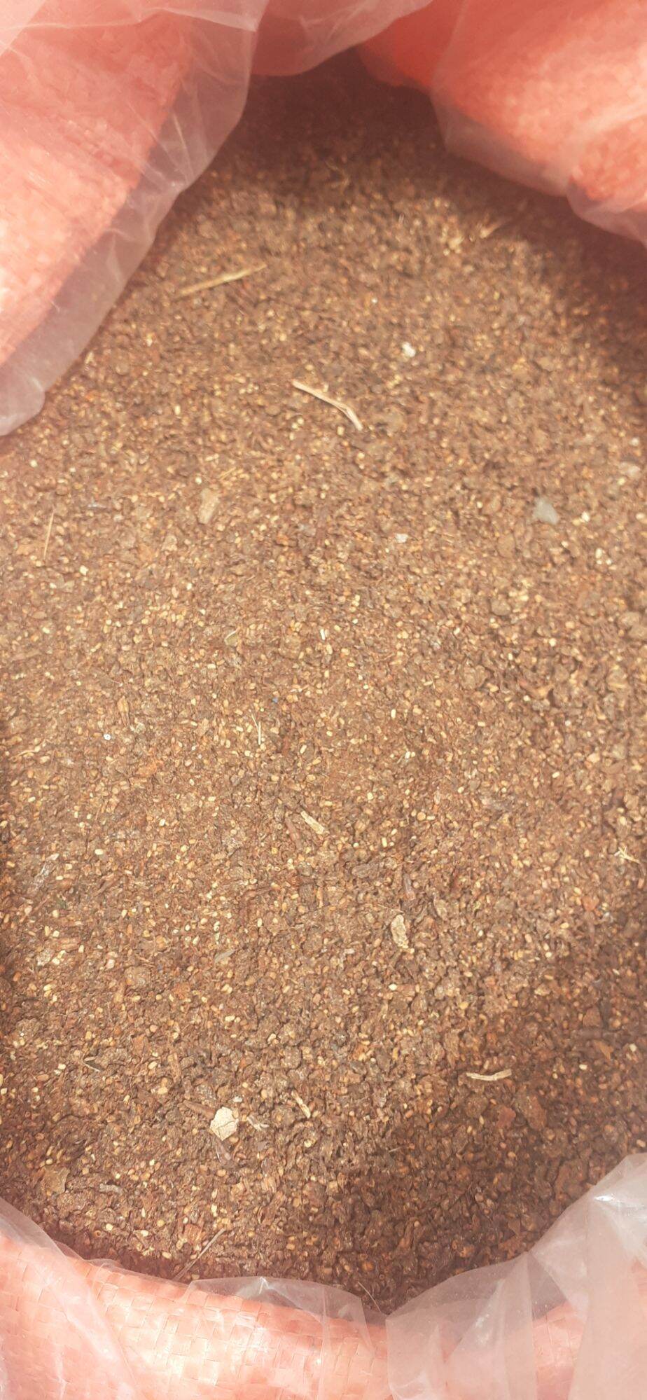 50 gram hạt giống gáo trắng