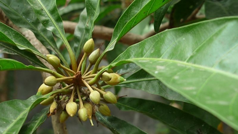 cây trứng gà (cây lê ki ma) giống
