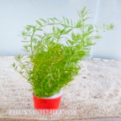 ROTOLA Xanh - VẢY ỐC XANH  (20 nhánh)