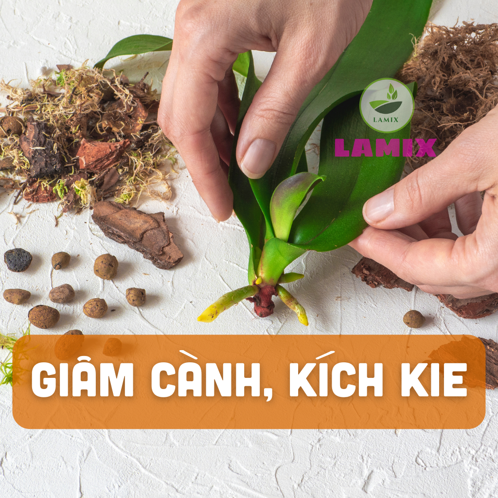 Siêu kích rễ GIÂM CÀNH nhanh LaMix Organic, kích thích ra rễ cành giâm nhanh chóng, chuyên dụng cho Hoa Hồng, Hoa Giấy, Mai Vàng, Cây bonsai, cành giâm ra rễ sau 7 ngày