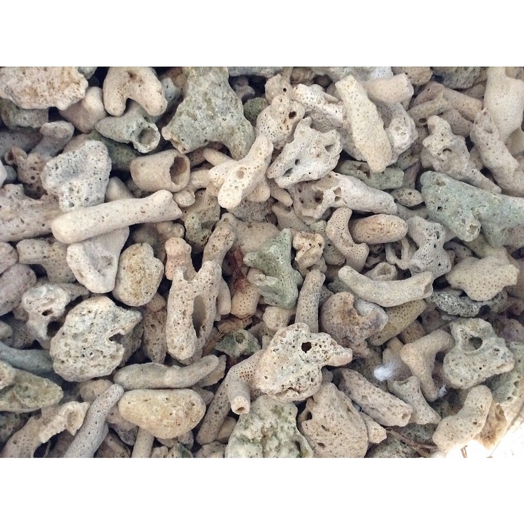 1KG San hô vụn lọc nước bể cá