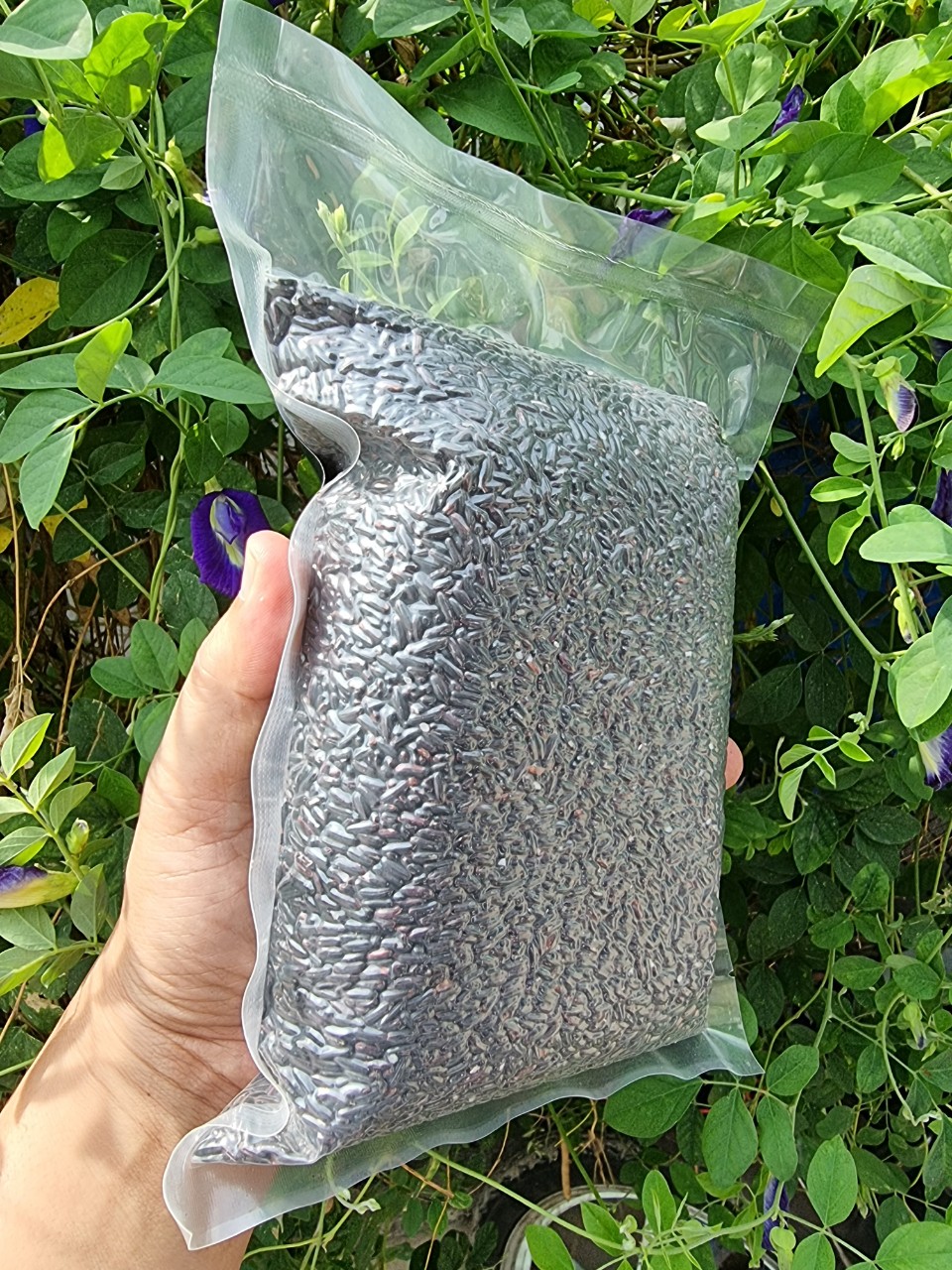 1 KG GẠO LỨT ĐEN ĐIỆN BIÊN THƠM NGON