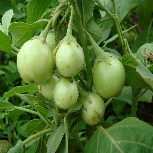 bầu cây giống cây cà pháo -cây khoẻ đẹp