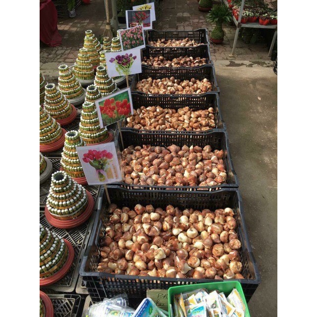 Củ hoa Tulip Hà lan trồng tết. 1Củ