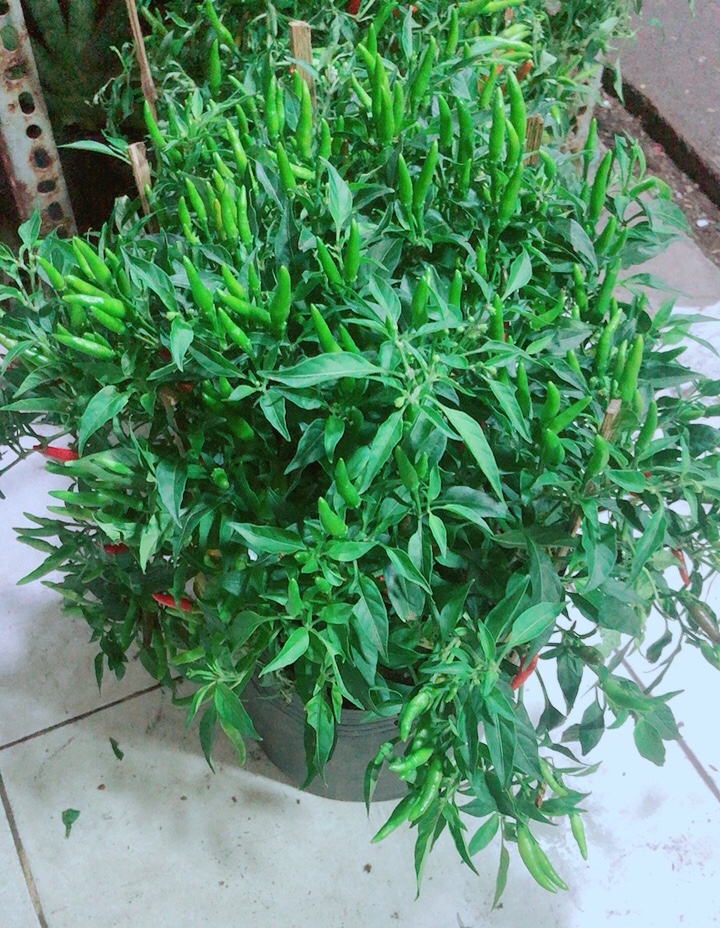 Bụi Ớt Hiểm Nhiều Trái