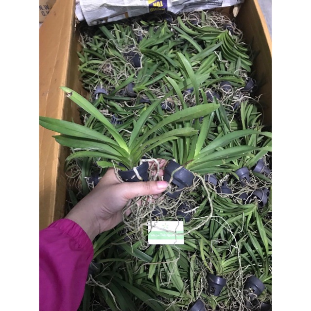 COMBO 5 CÂY GIỐNG LAN VANDA THÁI ĐỦ MÀU