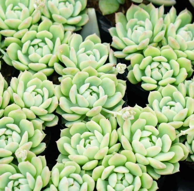 SEN ĐÁ DÙ XANH ĐÀ LẠT - LỖI 1 ĐỔI 1