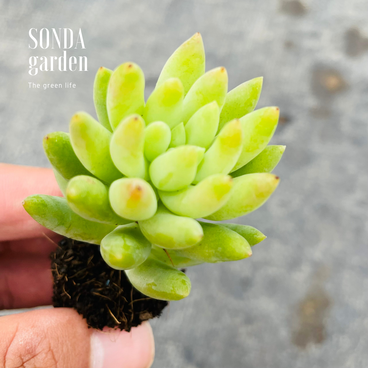 SEN ĐÁ CHUỖI NGỌC ĐỨNG SIZE MINI ĐÀ LẠT LỖI 1 ĐỔI 1