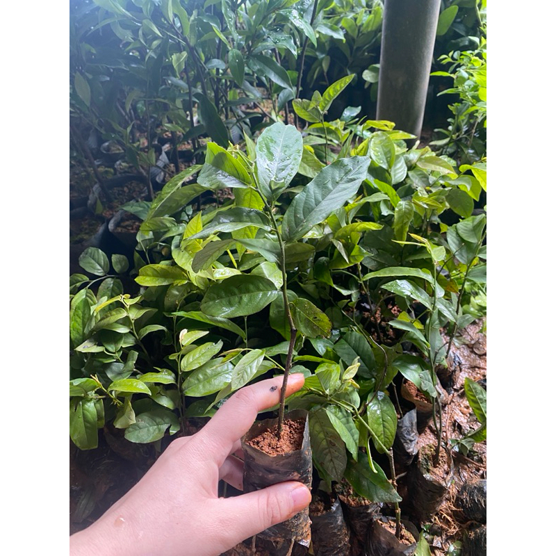 Cây Giống Hoa Dẻ Thơm