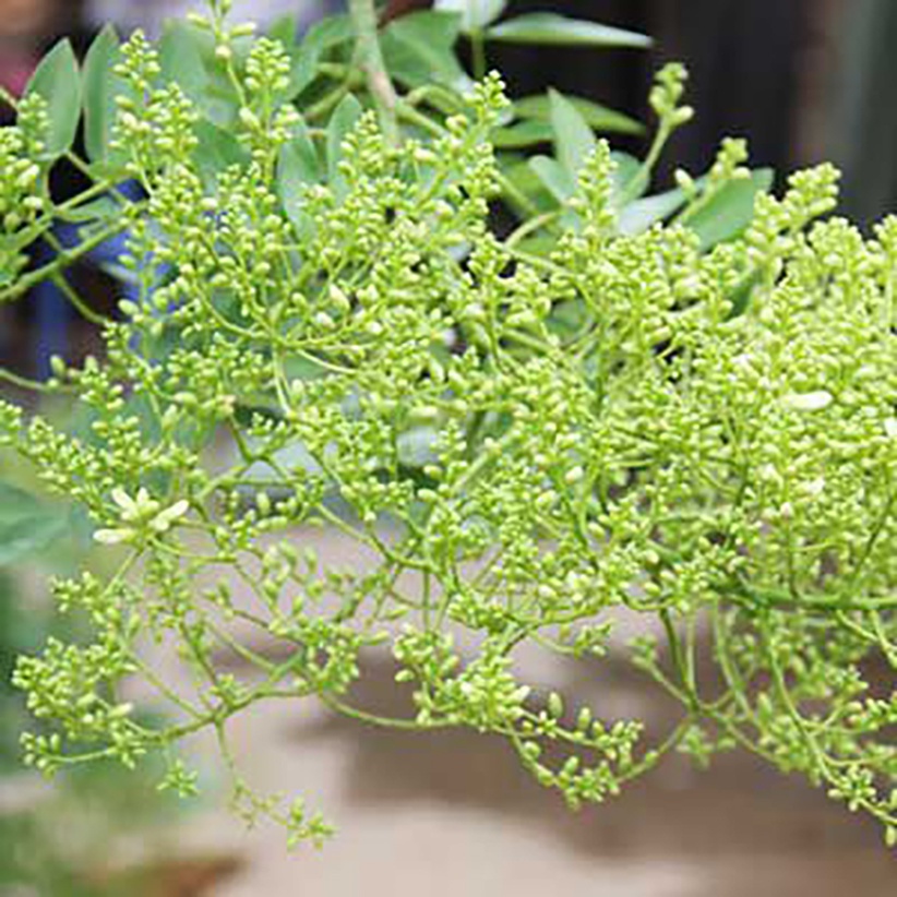 trà hoa hòe nam định 500gram