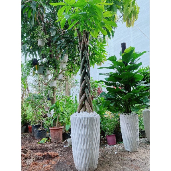 Chậu kim ngân thắt bính lớn