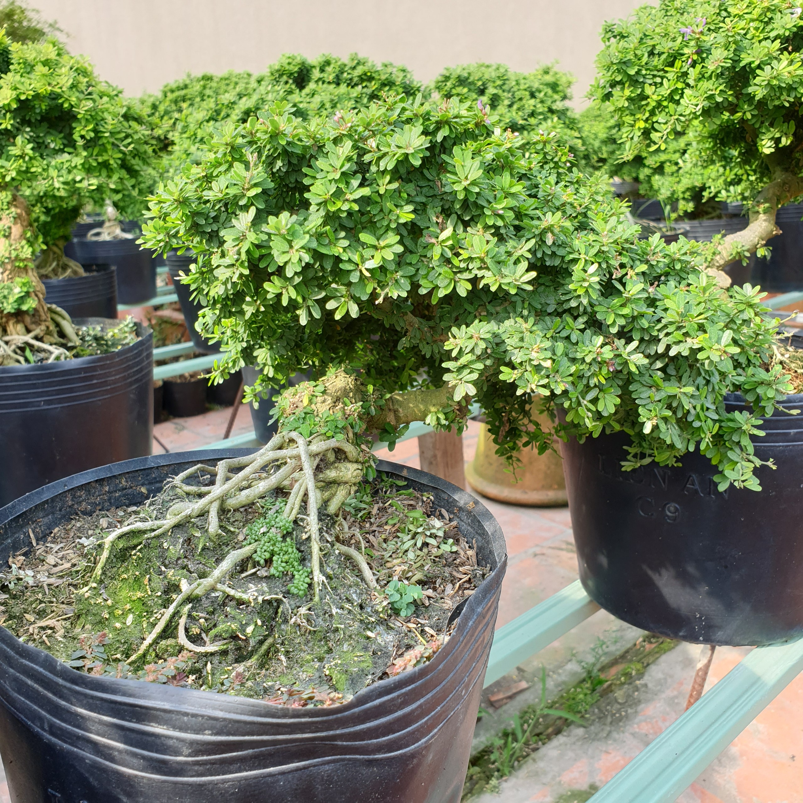 BONSAI Linh sam hạt gạo size đại