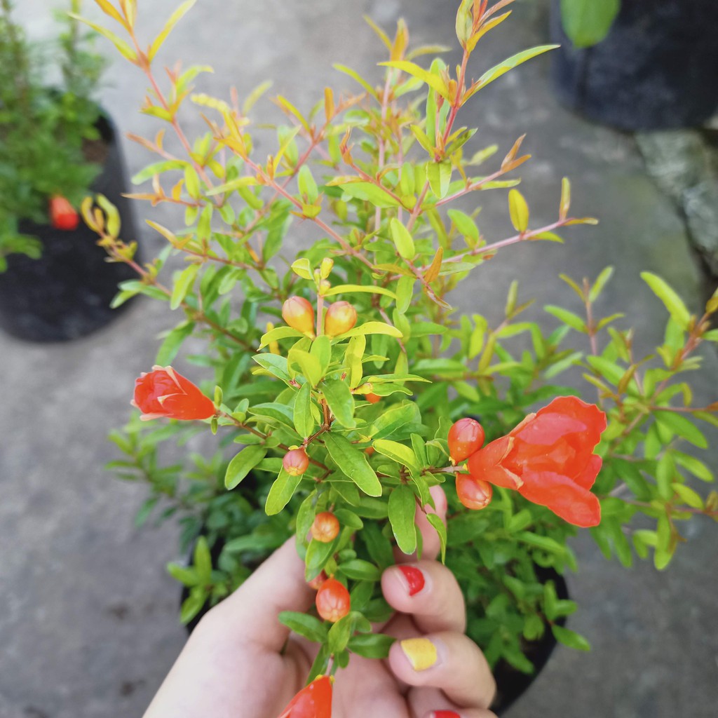 Cây lựu đỏ đang hoa (ảnh thật)