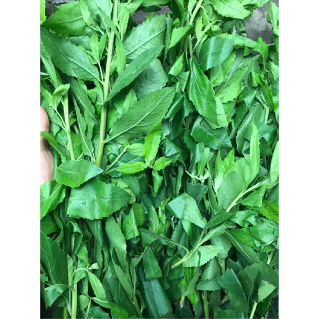 1kg cây cúc tần tươi sạch , hàng nhà trồng
