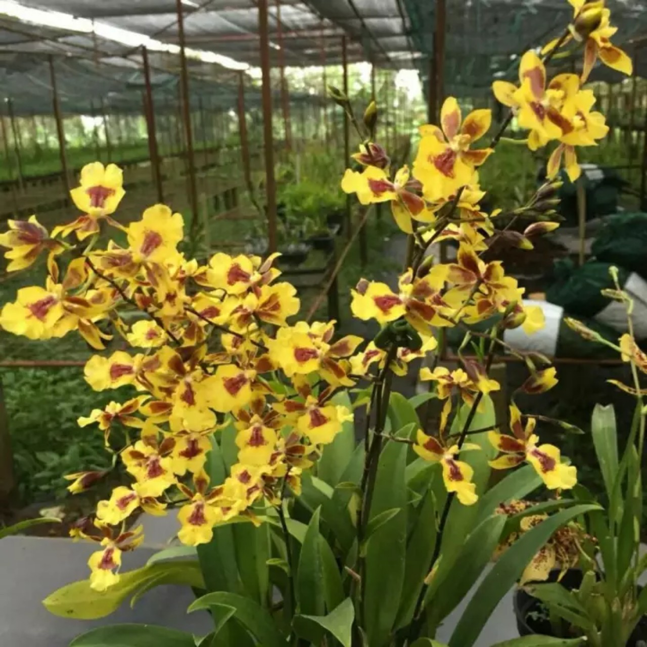 hoa lan vũ nữ lai HC