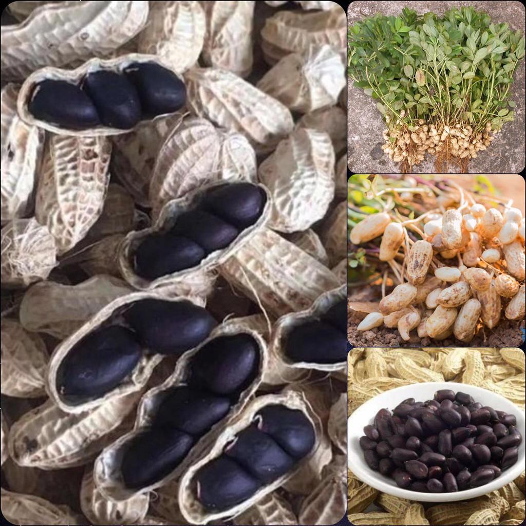 hạt giống lạc đen (đậu phộng đen) loại xịn