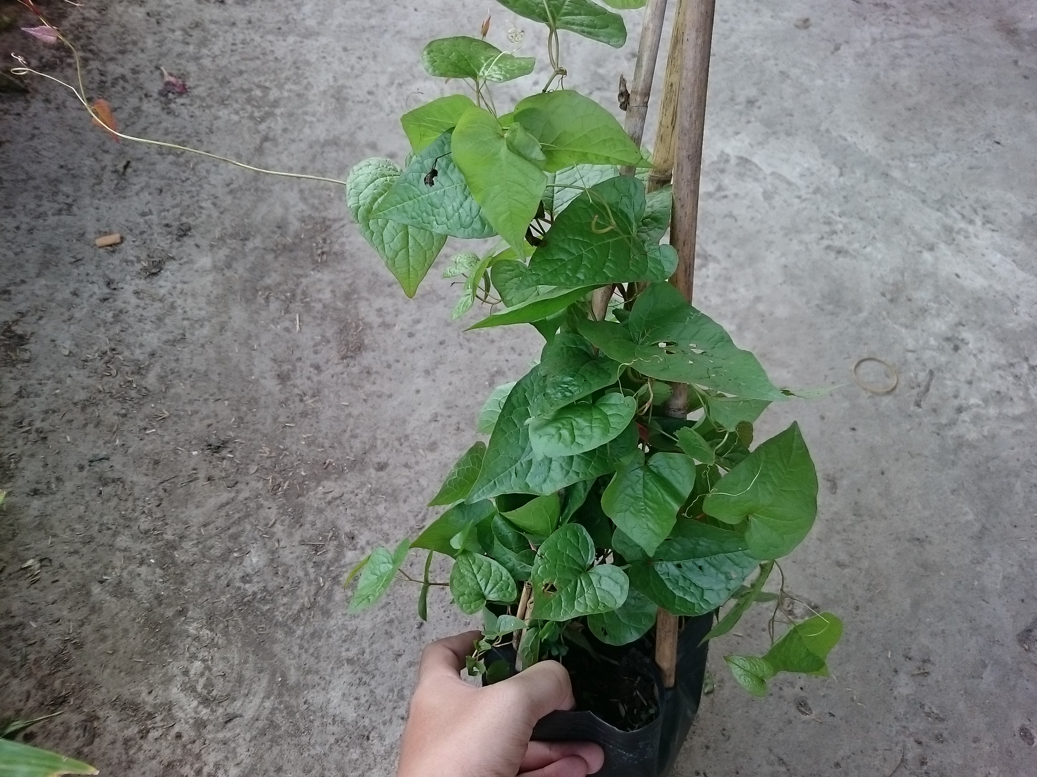 Cây Hoa Tigon - cây cảnh sân vườn