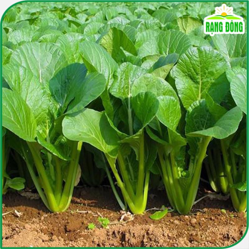 Hạt giống Cải Ngọt giòn, ngọt, bẹ to, trồng và thu hoạch quanh năm gói 20 gr