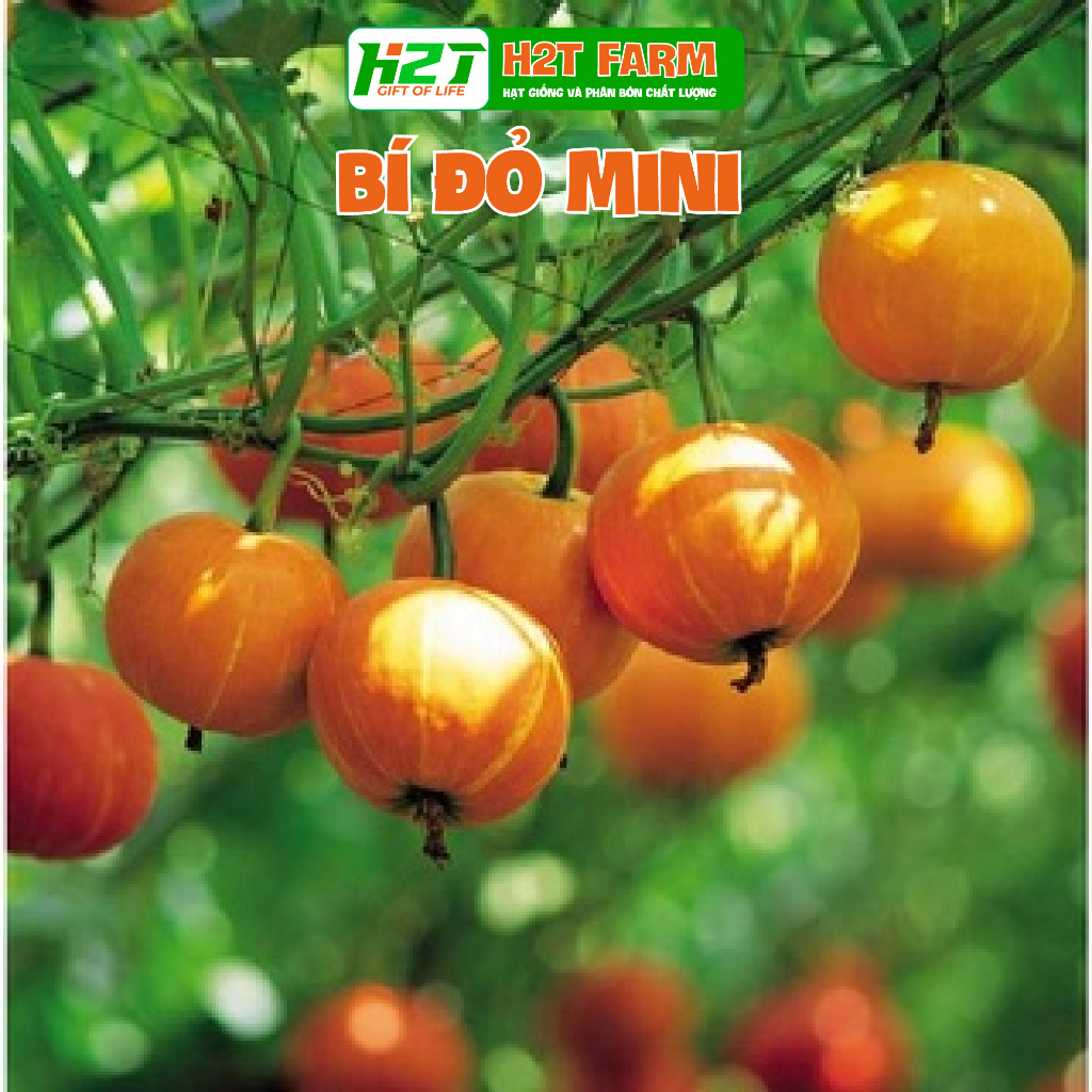Hạt giống Bí Ngô tí hon, ( bí đỏ mini ) - H2T FARM