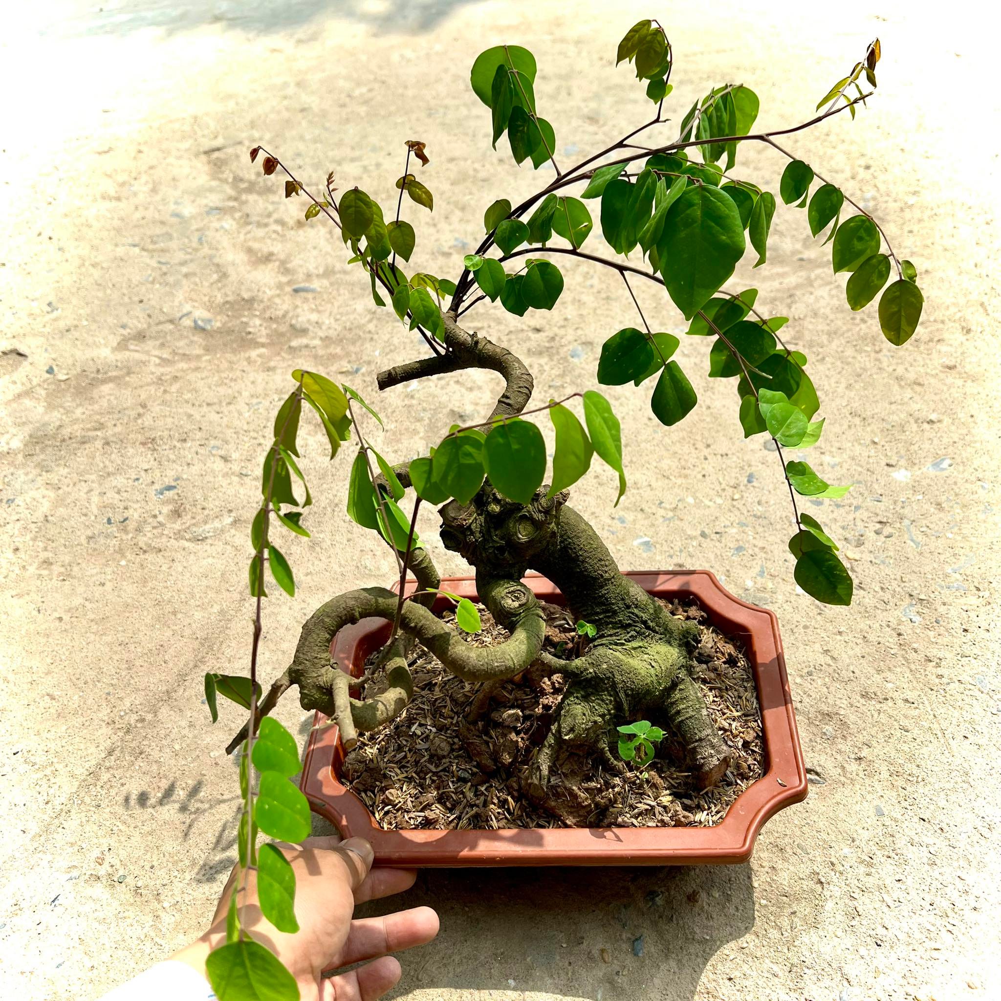 Cây khế bonsai