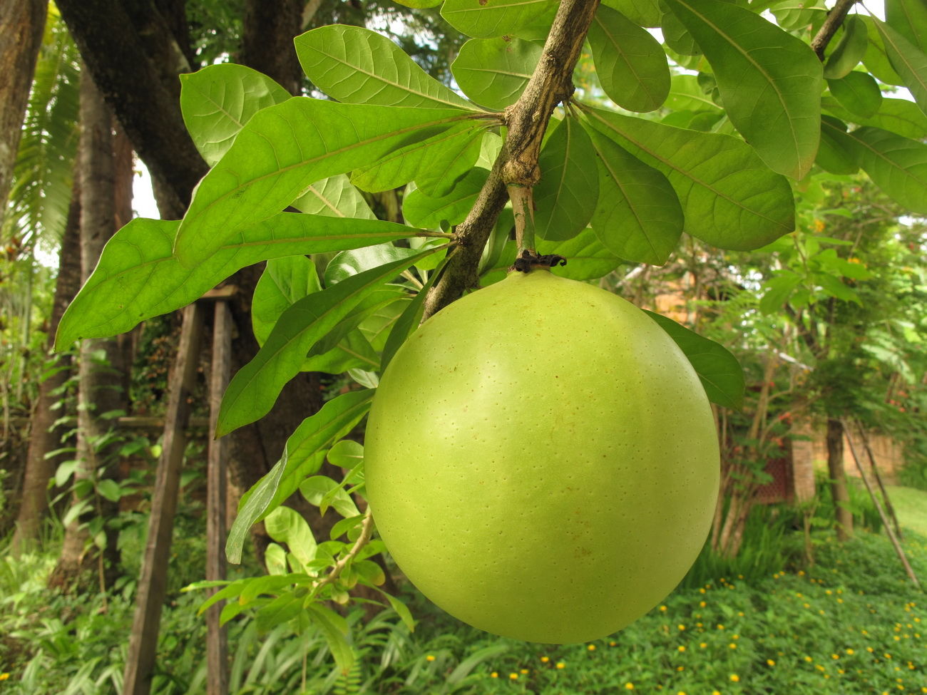 cây đào tiên trường sinh giống