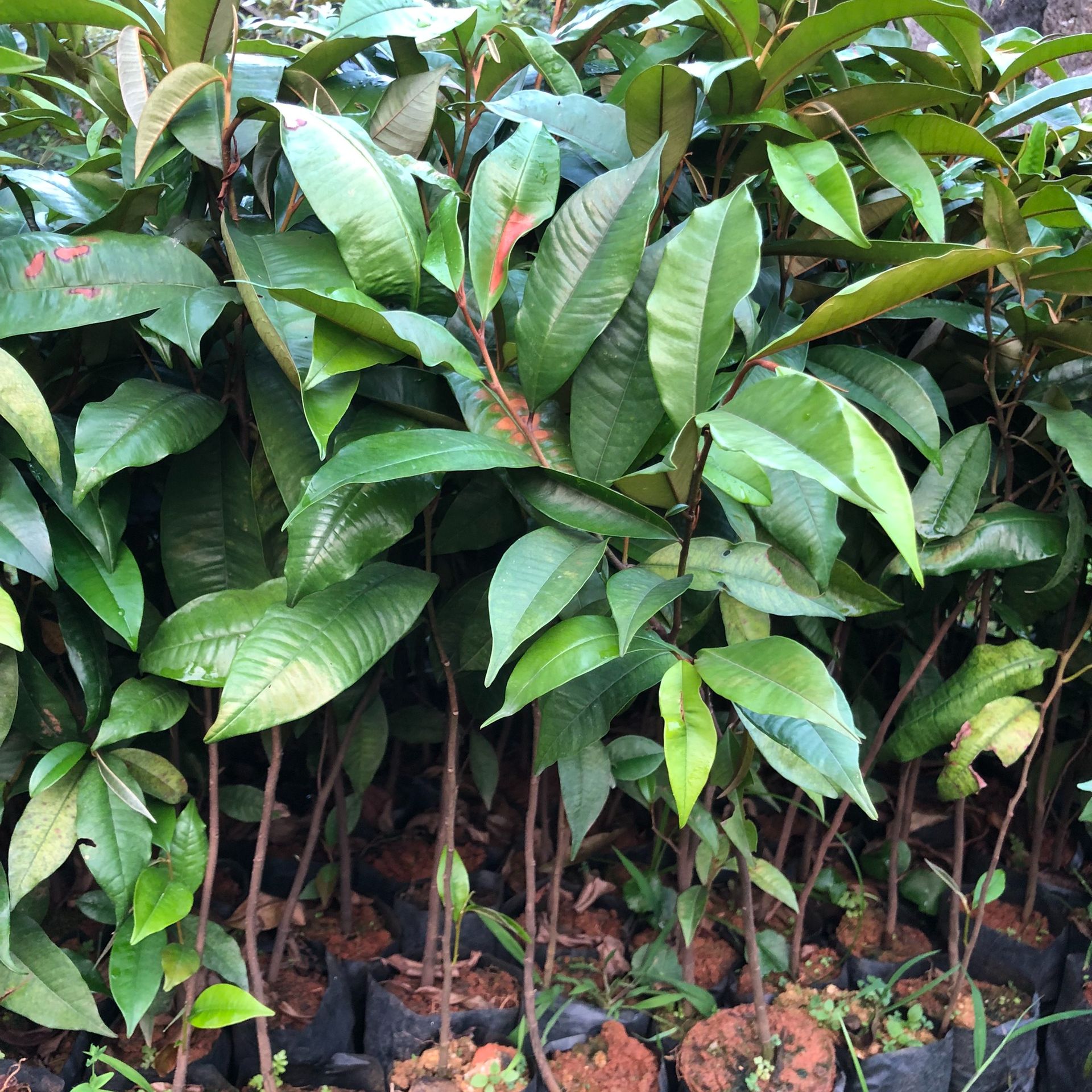 Cây vú sữa tím cao 25-50cm