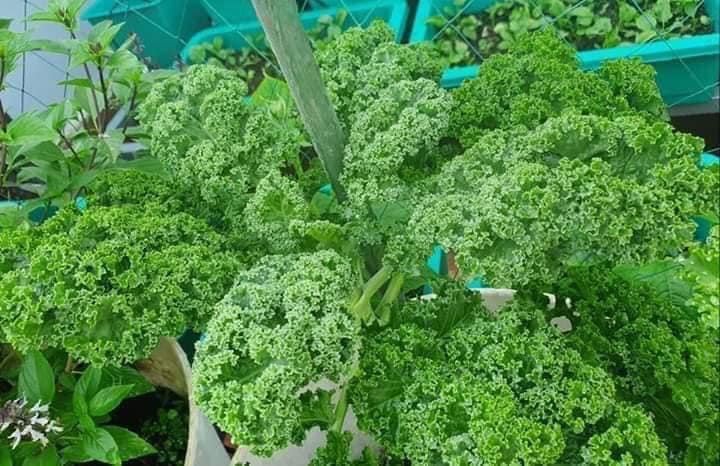 Hạt giống cải kale xanh gói 200 hạt