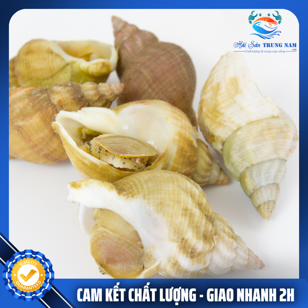 Ốc Bulot Pháp Nhập Khẩu Size 30-40 Con (Túi 1KG)