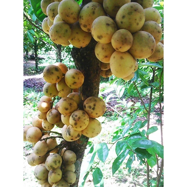 CÂY GIỐNG BÒN BON THÁI- cây cao 50-65cm